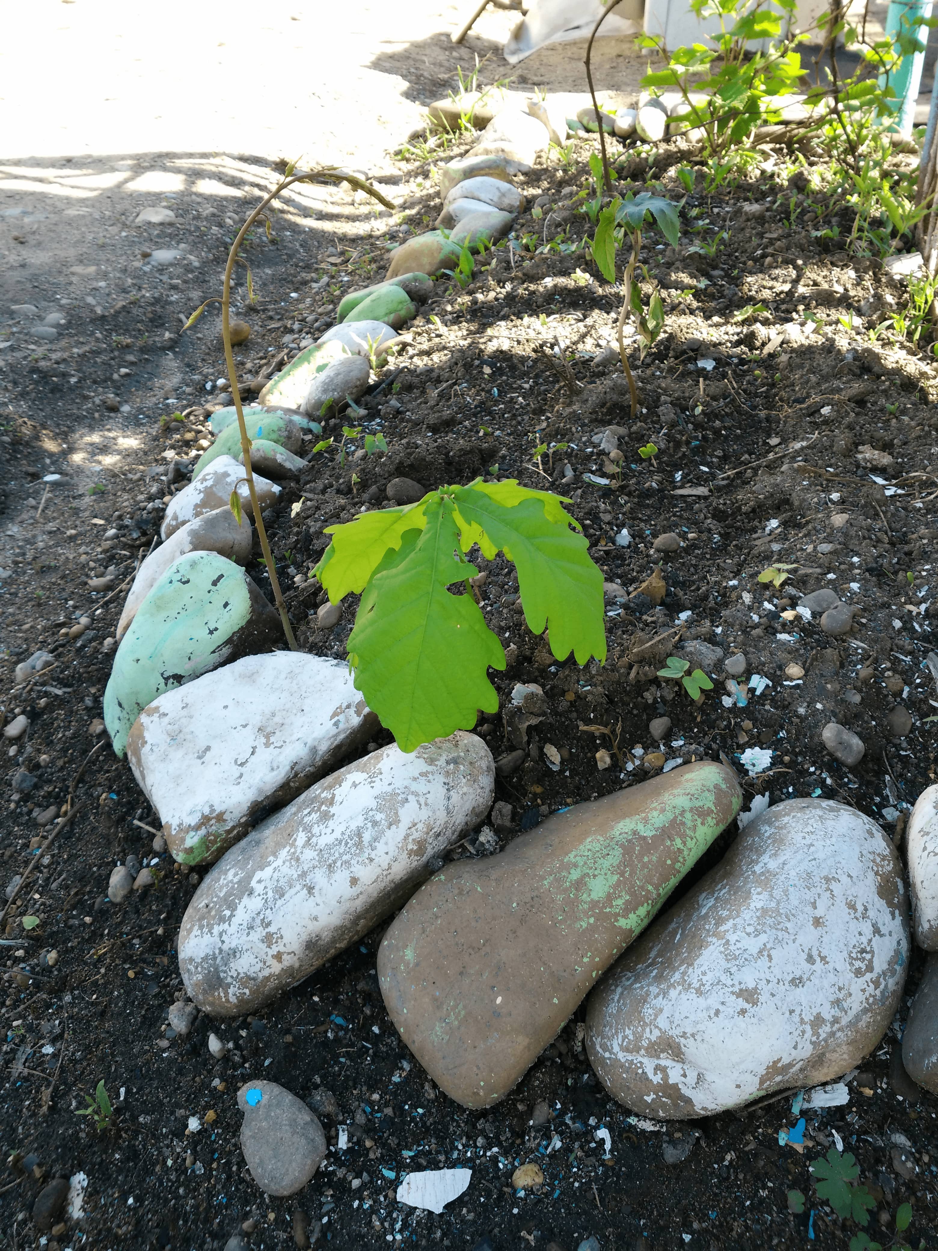 The first oak leaves