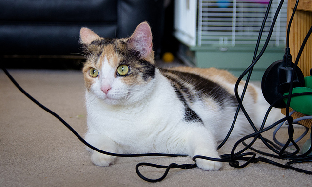 Cat in the wires